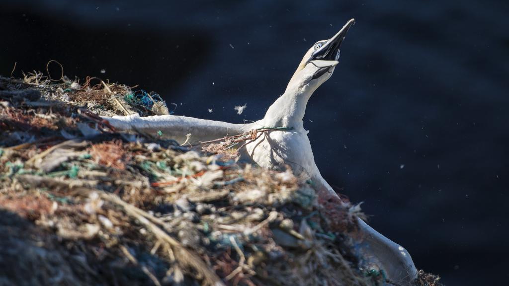 A northern gannet bird is entangled in a nest of discarded old rope and plastic