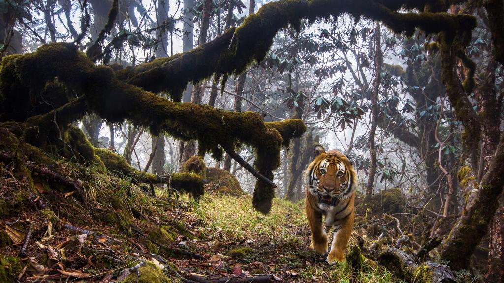 A tiger stares out from its lush forest habitat, traversing one of a series of dedicated wildlife corridors between the National Parks of Bhutan. Emmanuel Rondeau.jpg