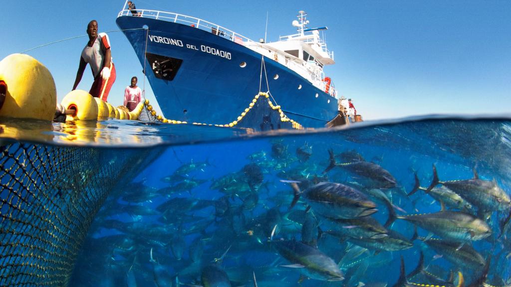 Modern industrial fishing of bluefin tuna, Mediterranean Sea. Antonio Busiello.jpg
