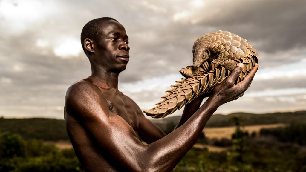 A pangolin recovers with its human 'minder'