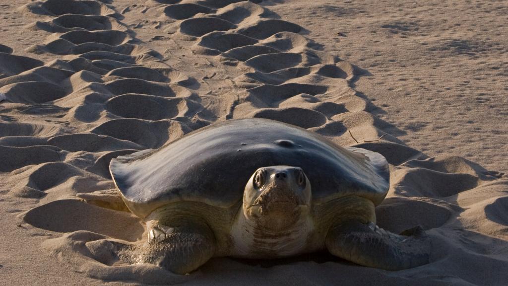 A female flatback