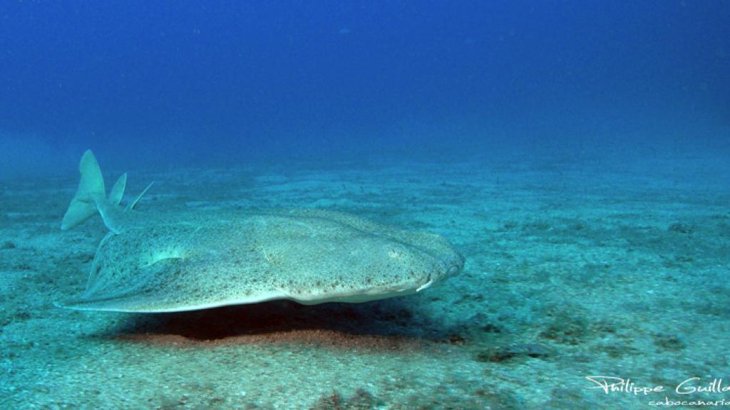 Angel shark