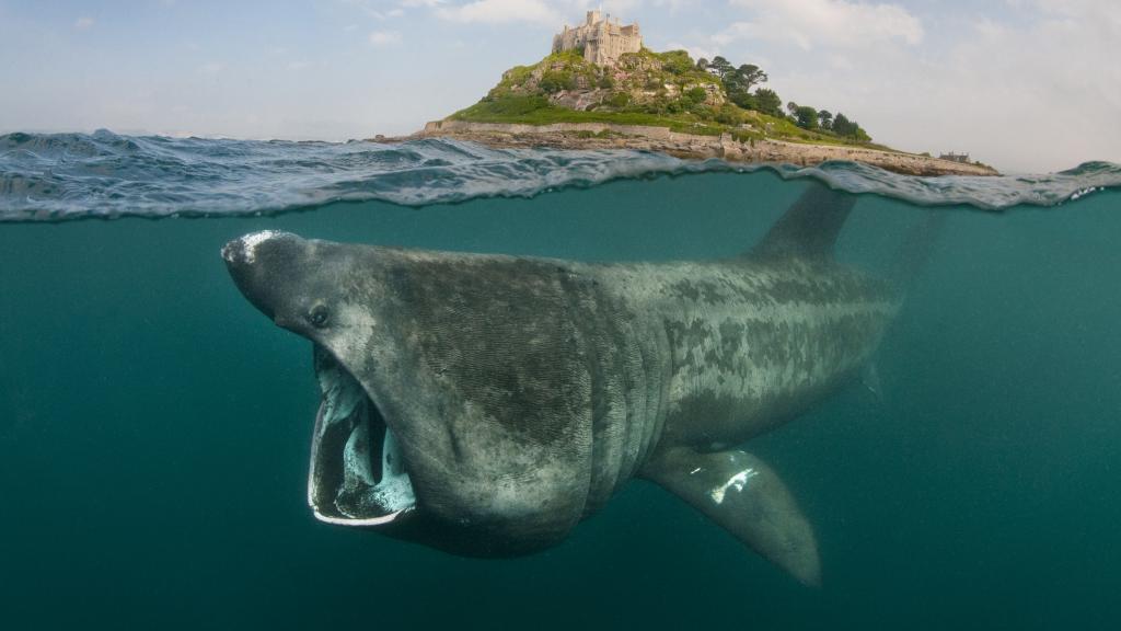 Basking sharks