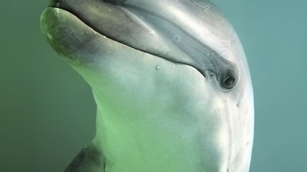 Bottlenose dolphin 