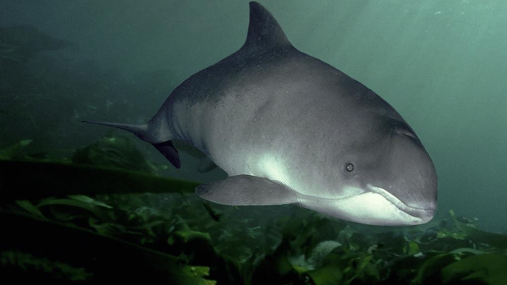 Harbour porpoise 