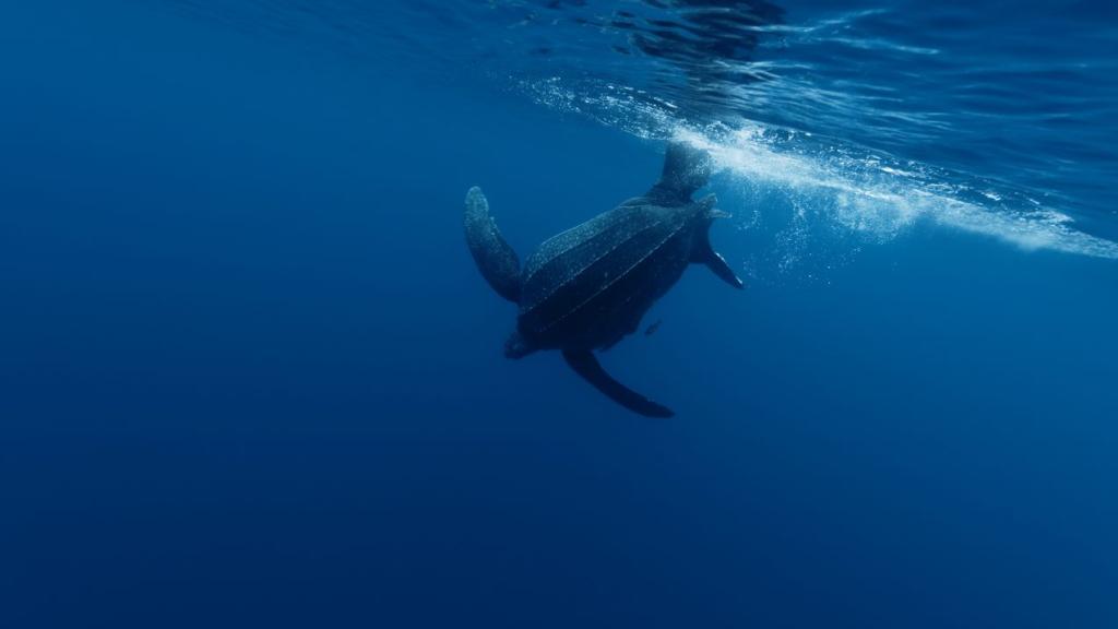 Leatherback turtle 
