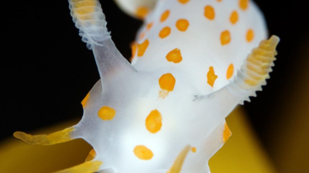 Nudibranch 
