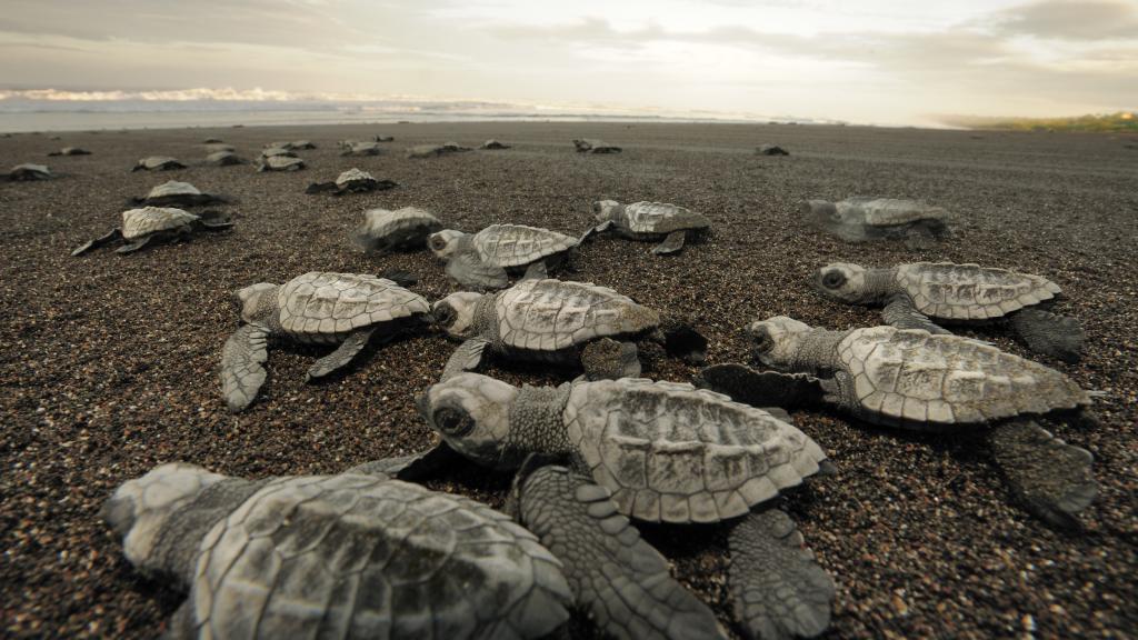 Olive ridley hatchlings emerge together and move towards the sea at dawn