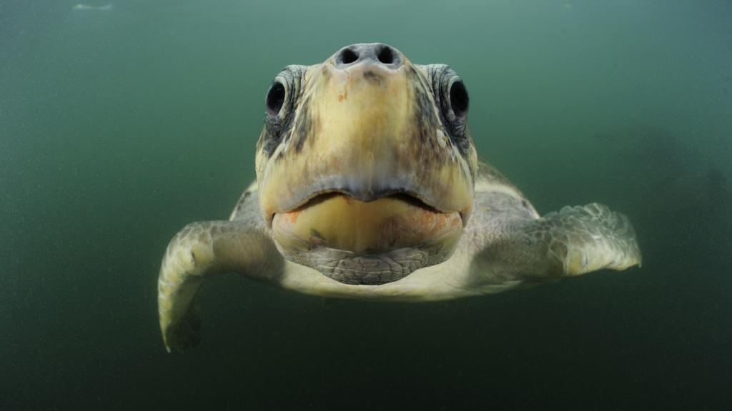 Olive Ridley, Costa Rica