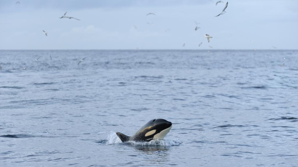 Orca