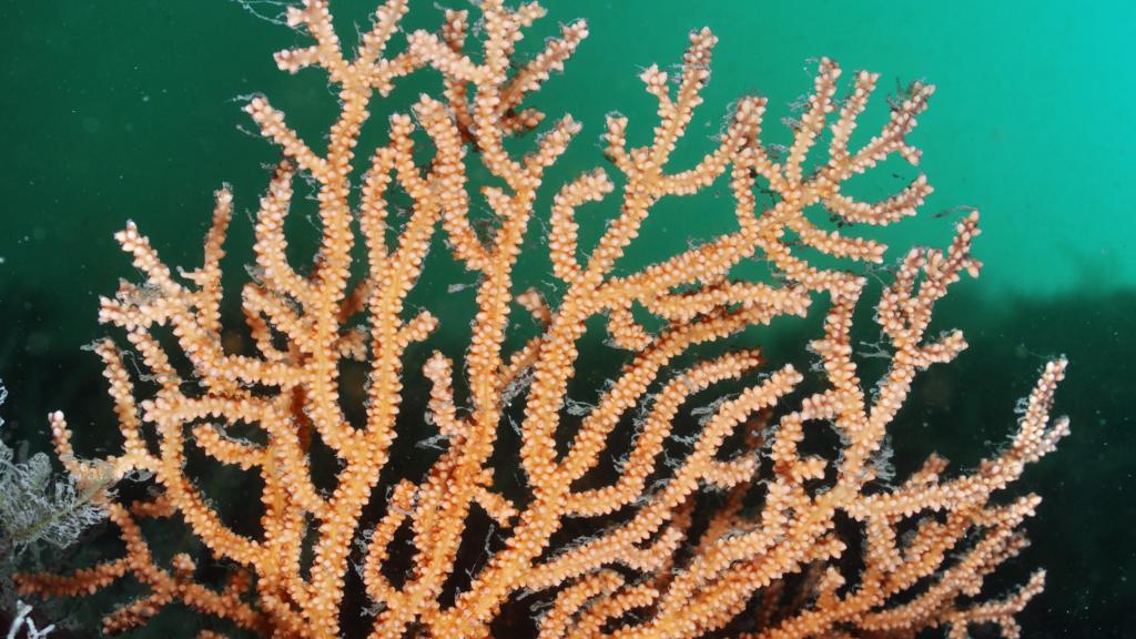 Pink Sea-Fan 
