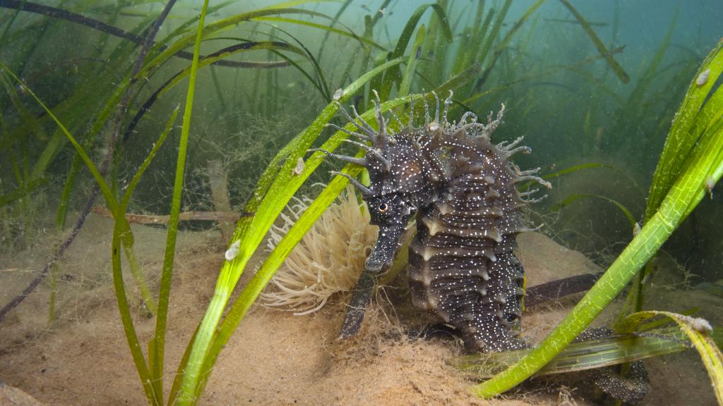 Seahorse 