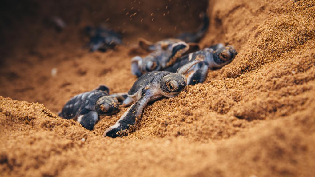 Green turtle hatchlings, Kenya