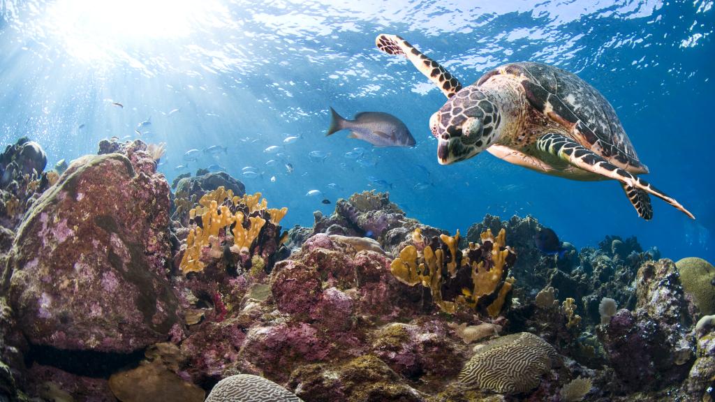 Hawksbill turtle