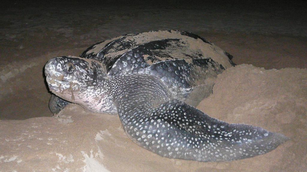 Female leatherback turtle at night, camouflaging her nest