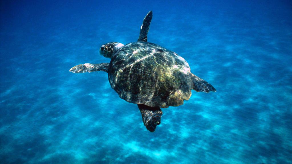 A loggerhead turtle, Greece