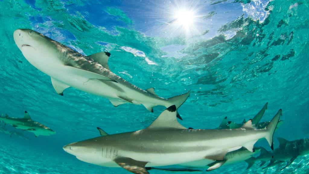 Blacktip reef sharks