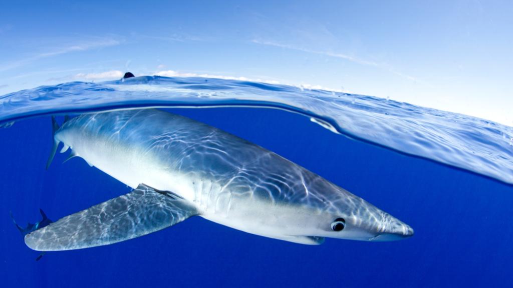 Blue shark