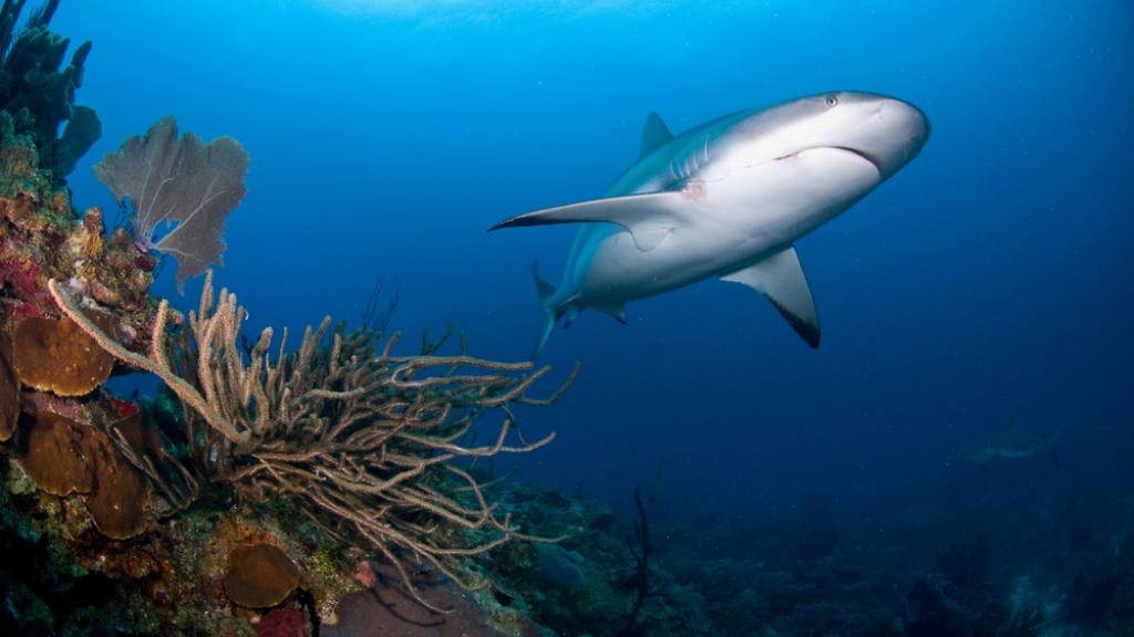 Caribbean Reef Shark