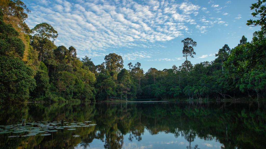 The Kinabatangan river, Sabah, Borneo.