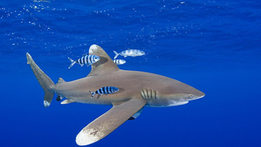 Oceanic whitetip shark