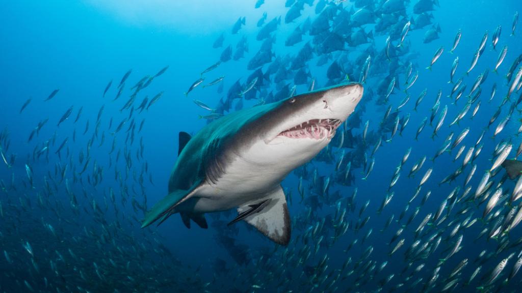 Sand tiger shark hunting