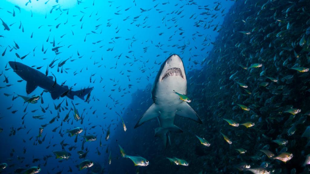 Sand tiger sharks hunting