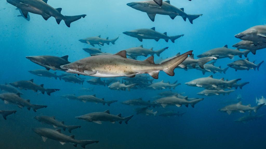 Sand tiger sharks