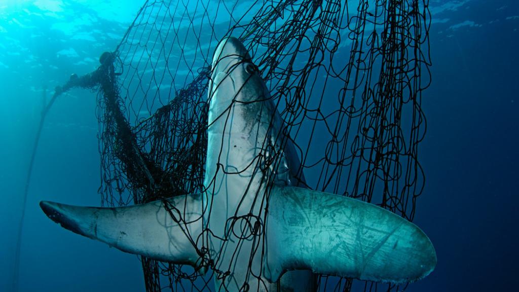 Thresher shark in net 