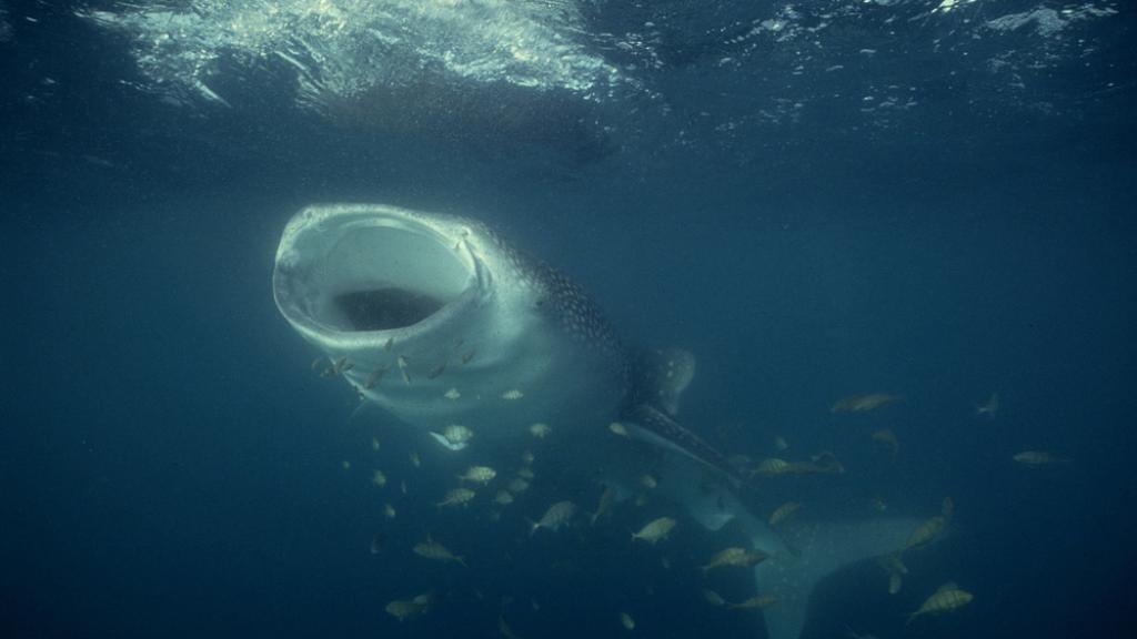 Whale shark feeding