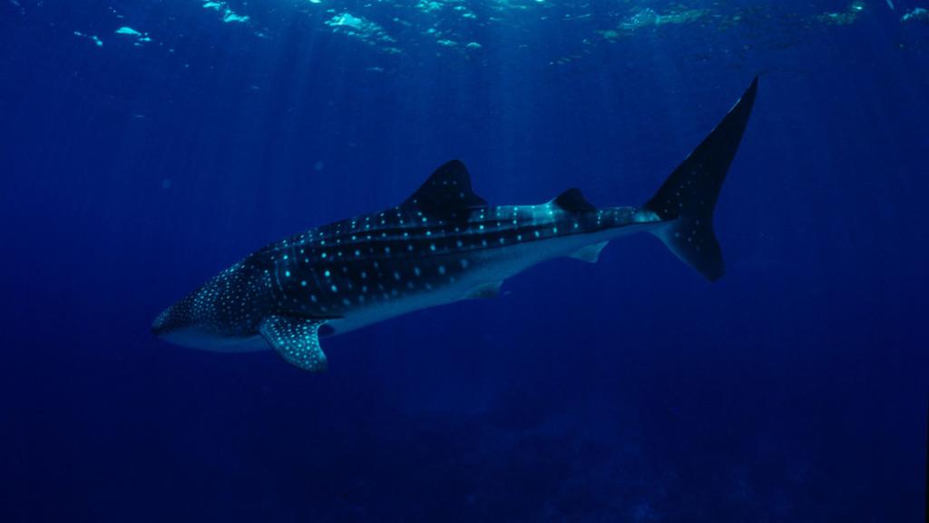 Whale shark swimming