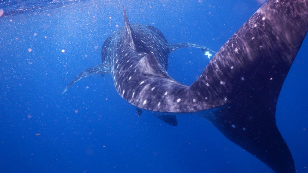 Whale shark swimming