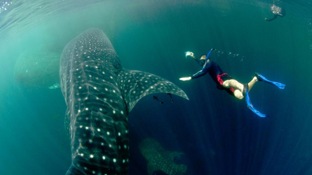Whale shark with diver