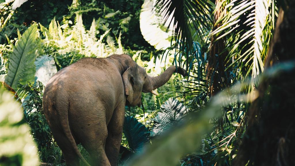 Elephant in Borneo jungle