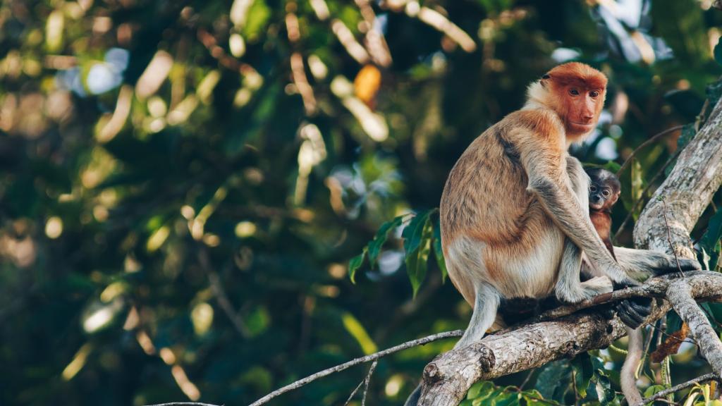 Primate in Borneo