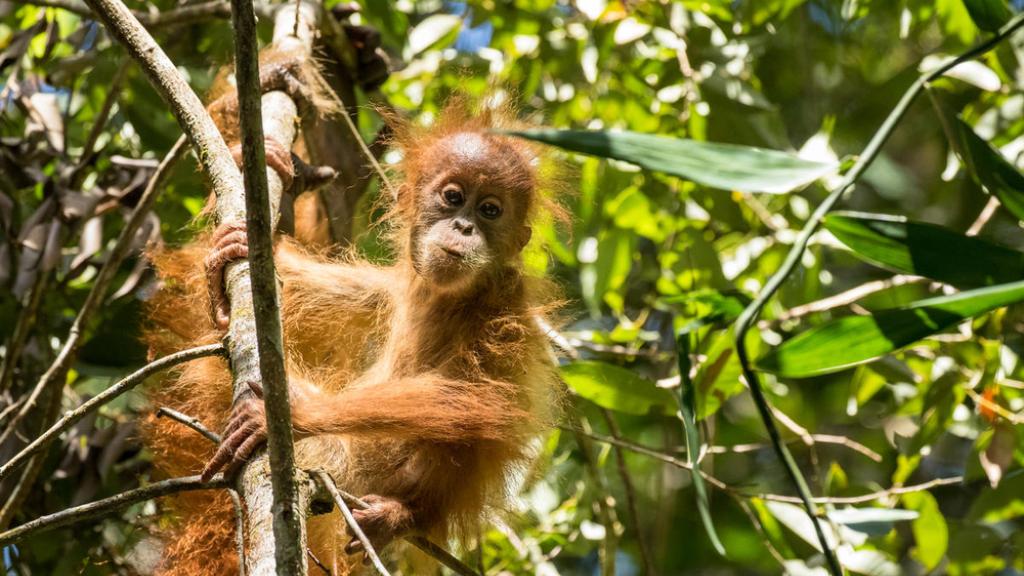 An infant Tapanuli orangutan