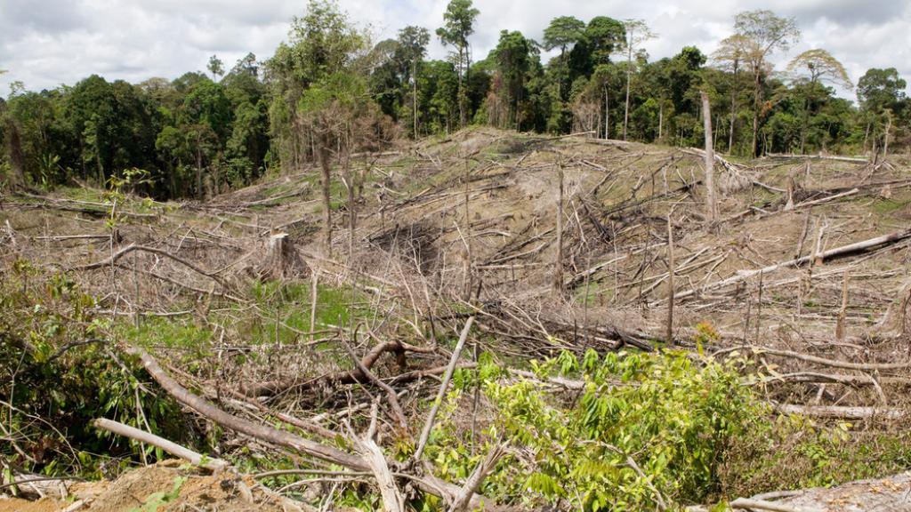Deforestation