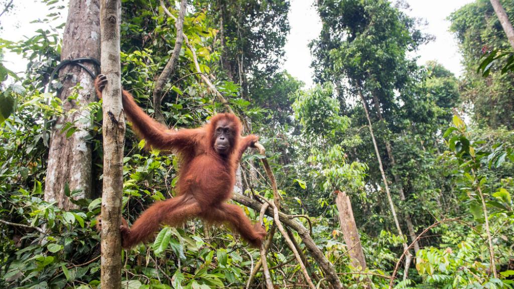 A female orangutan