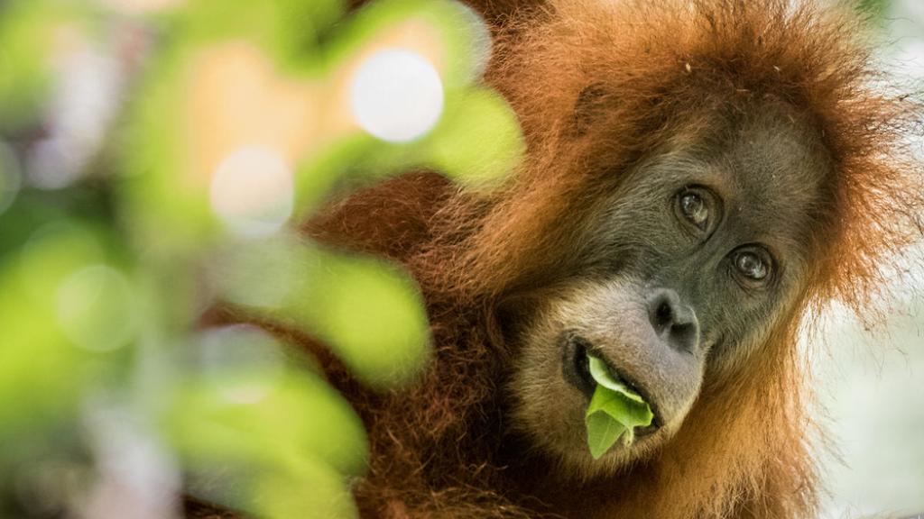 A female Orangutan