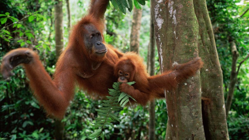 Sumatran orangutan mother and baby 