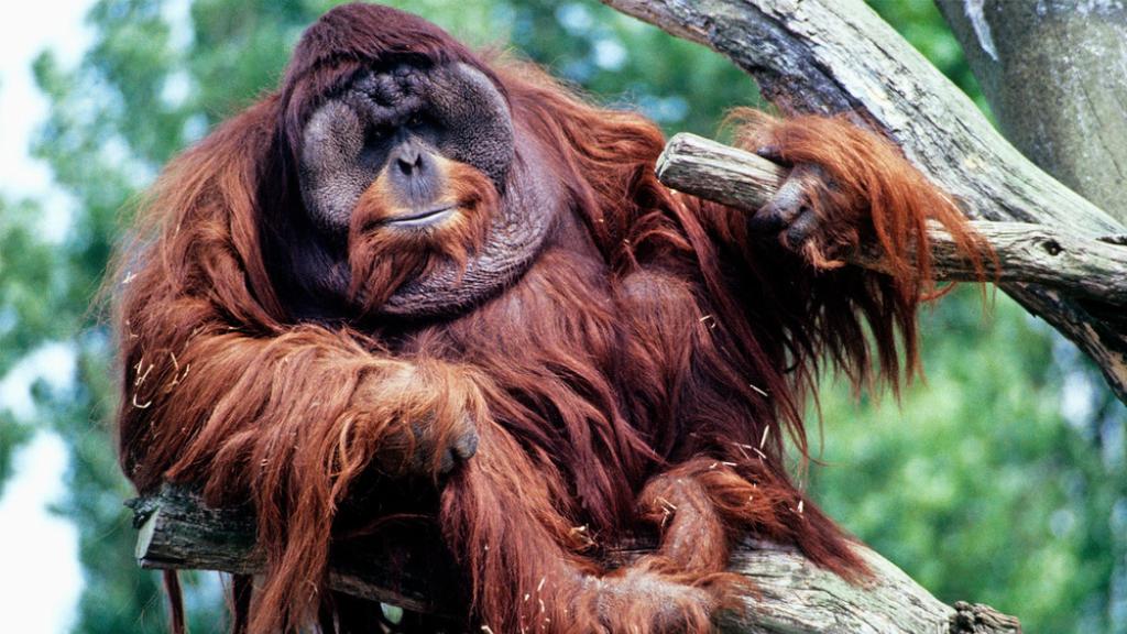 Male Bornean orangutan