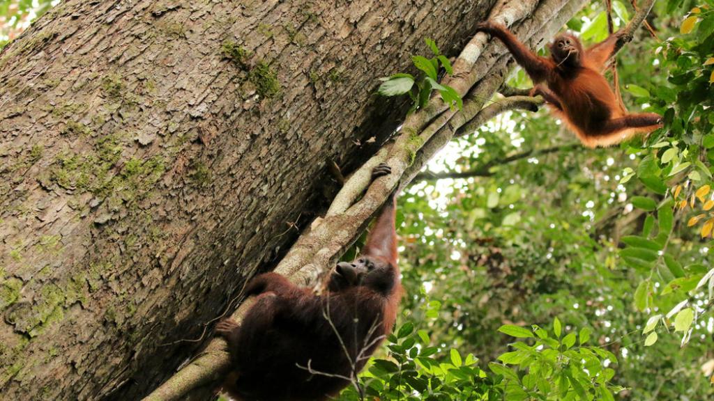 Wild Bornean orangutans