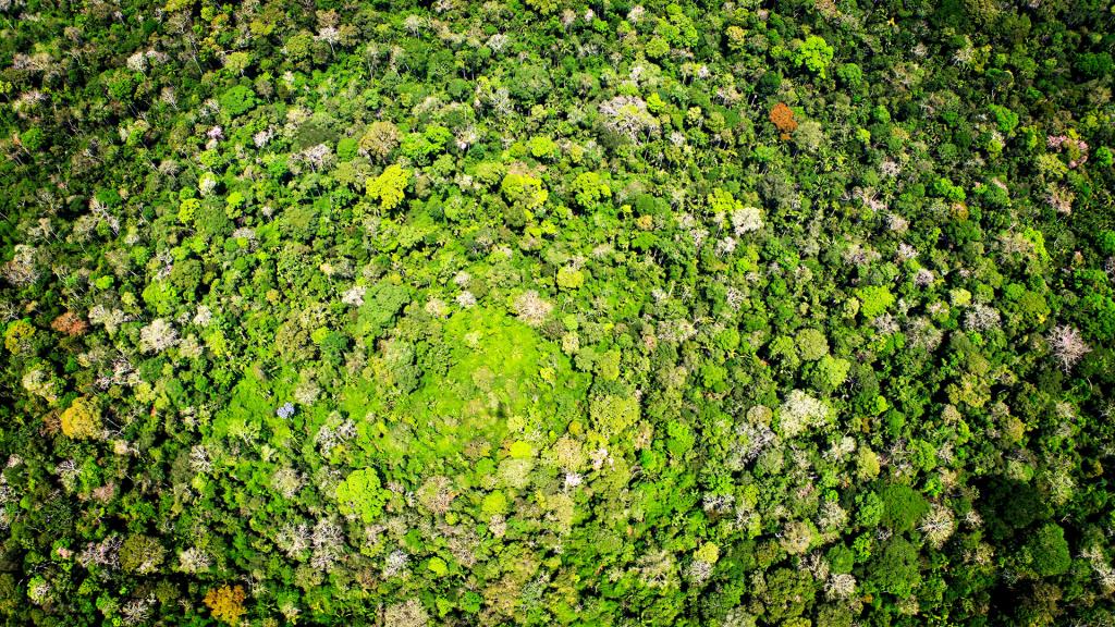 An aerial shot of a vast rainforest canopy in Acre, Brazil
