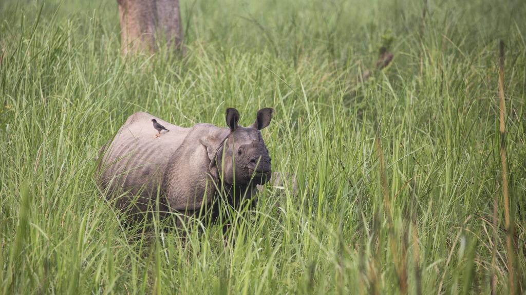 A greater one-horned rhino, Nepal