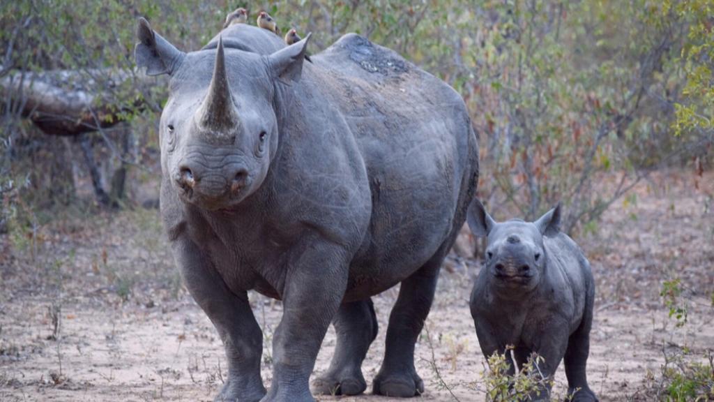 Black rhinoceros and calf, South Africa