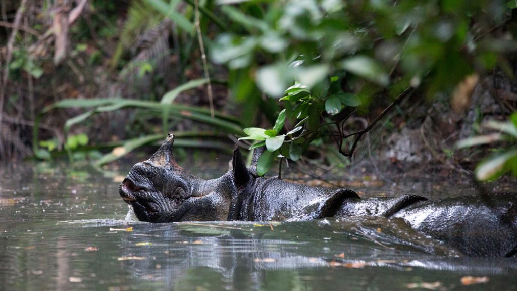 Javan rhino, Ujung Kulon National Park, Java, Indonesia