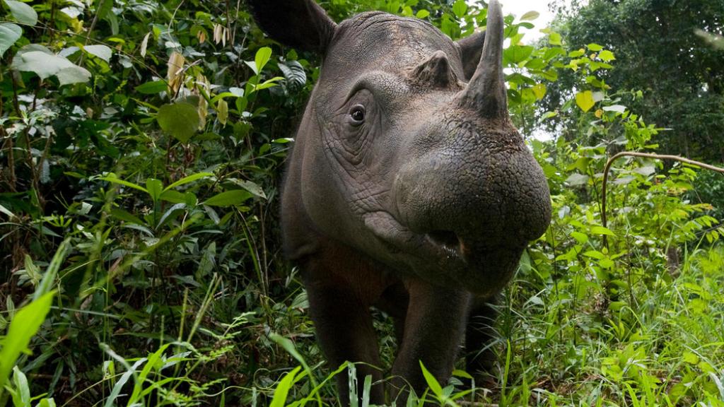 Sumatran rhino, Indonesia 