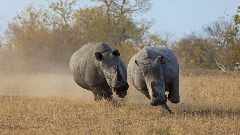 Two white rhinos running, South Africa 