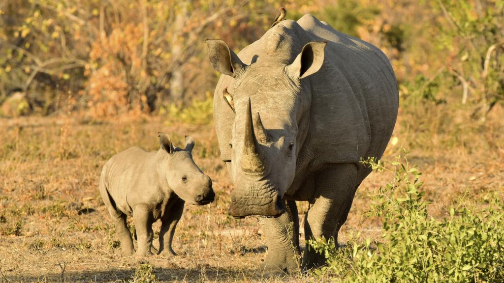 White rhino mother and calf, South Africa