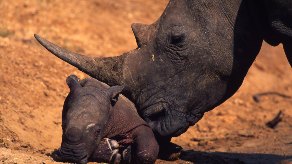 White rhino with newborn calf, South Africa 